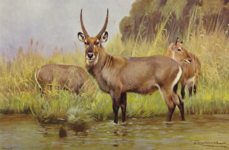 Waterbok door after Wilhelm Kuhnert