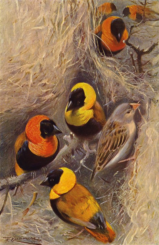 Wevervogels door after Wilhelm Kuhnert