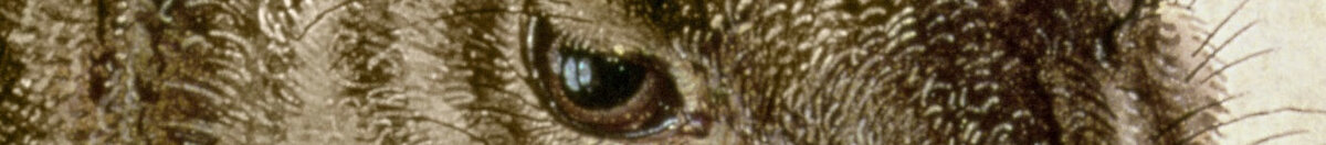 Jonge haas (Albrecht Dürer), Detail: Kopf mit Auge und Schnurrhaaren