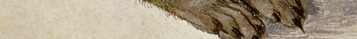 Jonge haas (Albrecht Dürer), Detail: Vorderpfoten und Brustfell