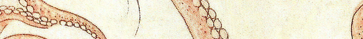 De droom van de vrouw van de visser (Katsushika Hokusai), Detail: Tentakel mit Saugnäpfen