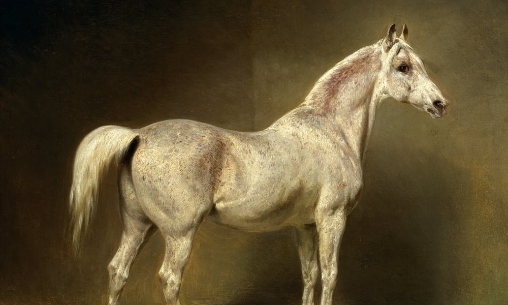Paarden