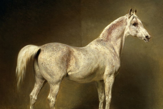 Paarden