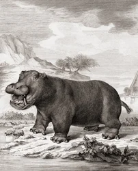 Een Nijlpaard (Hippopotamus amphibius)