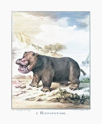 Een nijlpaard (Hippopotamus amphibius)