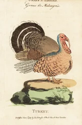 Kalkoen, Meleagris gallopavo