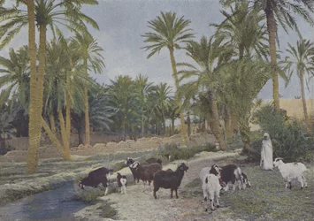 Oase in Algerije
