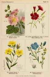 Althaea Rosea, Linum Grandiflorum, Linum Flavum, Linum Perenne