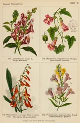 Antirrhinum Majus, Maurandia Semperflorens, Pentastemon Barbatus, Pentastemon Heterophyllus