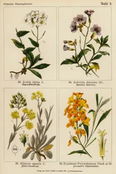 Arabis Alpina, Aubrietia Deltoidea, Alyssum Saxatile, Erysimum Perowskianum