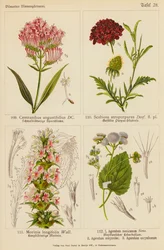 Centranthus Angustifolius, Scabiosa Atropurpurea, Morinia Longifolia, Ageratum Mexicanum, Ageratum Conyzodes, Ageratum Corymbosum