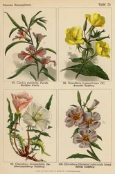 Clarkia Pulchella, Oenothera Lamarckiana, Oenothera Taraxacifolia, Oenothera (Godetia) Rubicunda