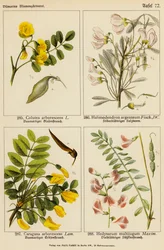 Colutea Arborescens, Halimodendron Argenteum, Caragana Arborescens, Hedysarum Multijugum