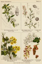 Deutzia Gracilis, Deutzia Crenata, Deutzia Sieboldiana, Ribes Aureum, Ribes Sanguineum, Ribes Gordonianum