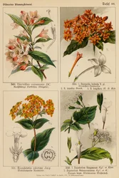 Diervillea Coraeensis, Bouvardia Hybrida, Bouvardia Leiantha, Bouvardia Longiflora, Rondeletia Odorata, Eupatorium Haageanum, Eupatorium Weinmaunianum