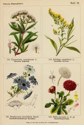 Eupatorium Cannabinum, Solidago Canadensis, Brachycome Iberidifolia, Bellis Perennis (kleur litho)