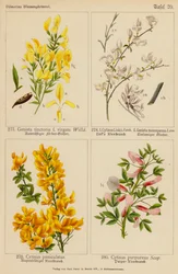 Genista Tinctoria, Cytisus Linkii, Genista Monosperma, Cytisus Paniculatus, Cytisus Purpureus