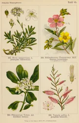 Iberis Sempervirens, Helianthemum Chamaecistus, Pittosporum Tobira, Tamarix Gallica