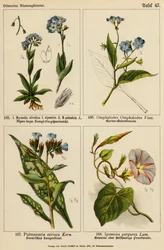 Myosotis Silvatica, Myosotis Palustris, Omphalodes Omphalodes, Pulmonaria Stiriaca, Ipomoea Purpurea