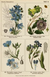 Polemonium Coeruleum, Cobaea Scandens, Nemophila Insignis, Anchusa Italica