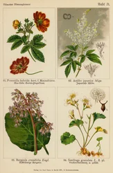 Potentilla Hybrida, Astilbe Japonica, Bergenia Crassifolia, Saxifraga Granulata
