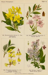 Rhododendron Flavum, Rhododendron Dahuricum, Forsythia Suspensa, Syringa Vulgaris