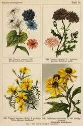 Senecio Cruentus, Senecio Elegans, Tagetes Signatus, Helenium Autumnale
