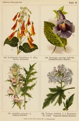 Smithiantha Geroldtiana, Sinningia Speciosa, Acanthus Spinosus, Verbena Aubletia