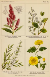 Spiraea Douglasii, Spiraea Prunifolia, Spiraea Thunbergii, Kerria Japonica