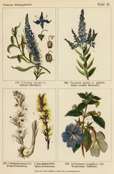 Veronica Spicata, Veronica Spuria, Orobanche Speciosa, Orobanche Hederae, Achimenes Longiflora