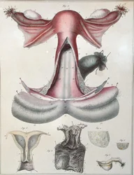 Anatomie van de baarmoeder, uit 
