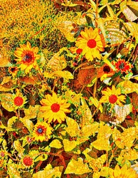 Zonnebloemen voor Van Gogh.