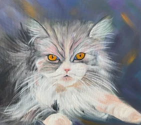 Maine-coon kat
