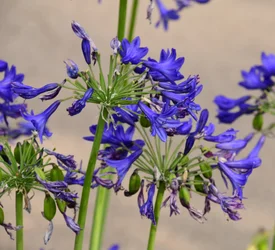 Vastgelegde rozen tegen een zachte, natuurlijke en artistieke achtergrond.