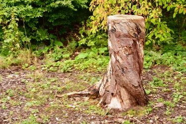 Olieverfschilderij in landschapsstijl