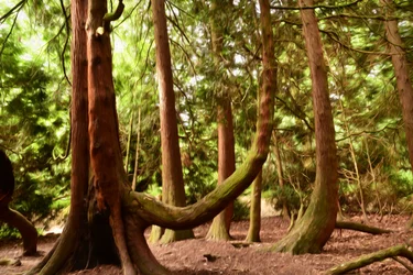 Olieverfstijl: Natuur en bos