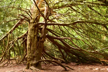 Olieverfstijl: Natuur en bos