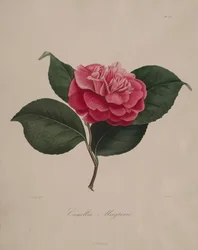 Iconografie van het geslacht camellia: Nr. 171