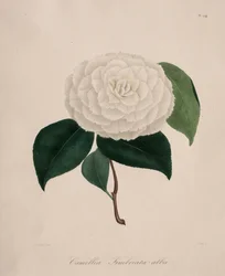 Iconografie van het geslacht camellia: Nr. 194