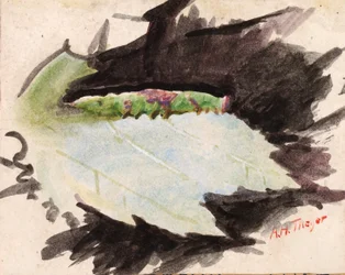 Heterocampa Biundata, Walker, studie voor boek Concealing Coloration in the Animal Kingdom, n.d.