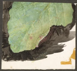 Heterocampa Biundata, Walker, studie voor boek Concealing Coloration in the Animal Kingdom