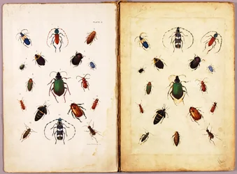 INSECTEN - Gekleurde kevers, landschap, studiemap voor het boek Concealing Coloration in the Animal Kingdom