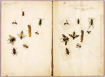 Insecten - ingekleurd, studiemap voor het boek Concealing Coloration in the Animal Kingdom