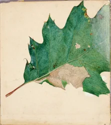 Oligocentra lignicolor, Walker, studie voor het boek "Concealing Coloration in the Animal Kingdom"