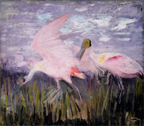 Roze lepelaars, studie voor boek Concealing Coloration in the Animal Kingdom
