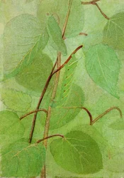 Sfinxrups, studie voor boek Concealing Coloration in the Animal Kingdom