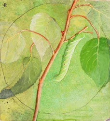 Sphinx rups, studie voor boek Concealing Coloration in the Animal Kingdom