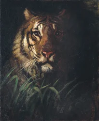 Tijgerkop