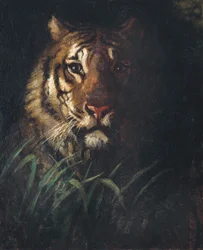Tijgerkop