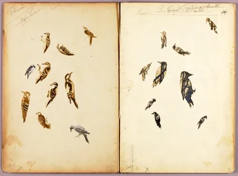 Specht, studiemap voor het boek Camouflerende kleuring in het dierenrijk